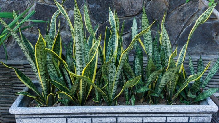 A planter box filled with snake plants, 12 Small Snake Plants Perfect for Your Space - 1600x900