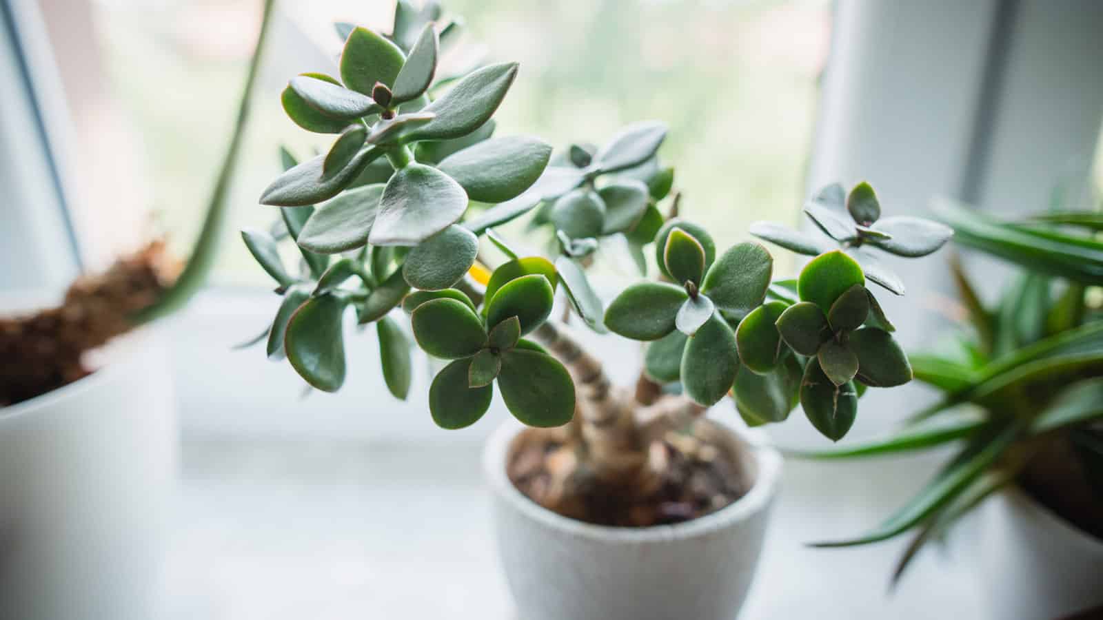 A leaning jade plant, How to Straighten Your Leaning Jade Plant – Discover Causes and Easy Solutions - 1600x900