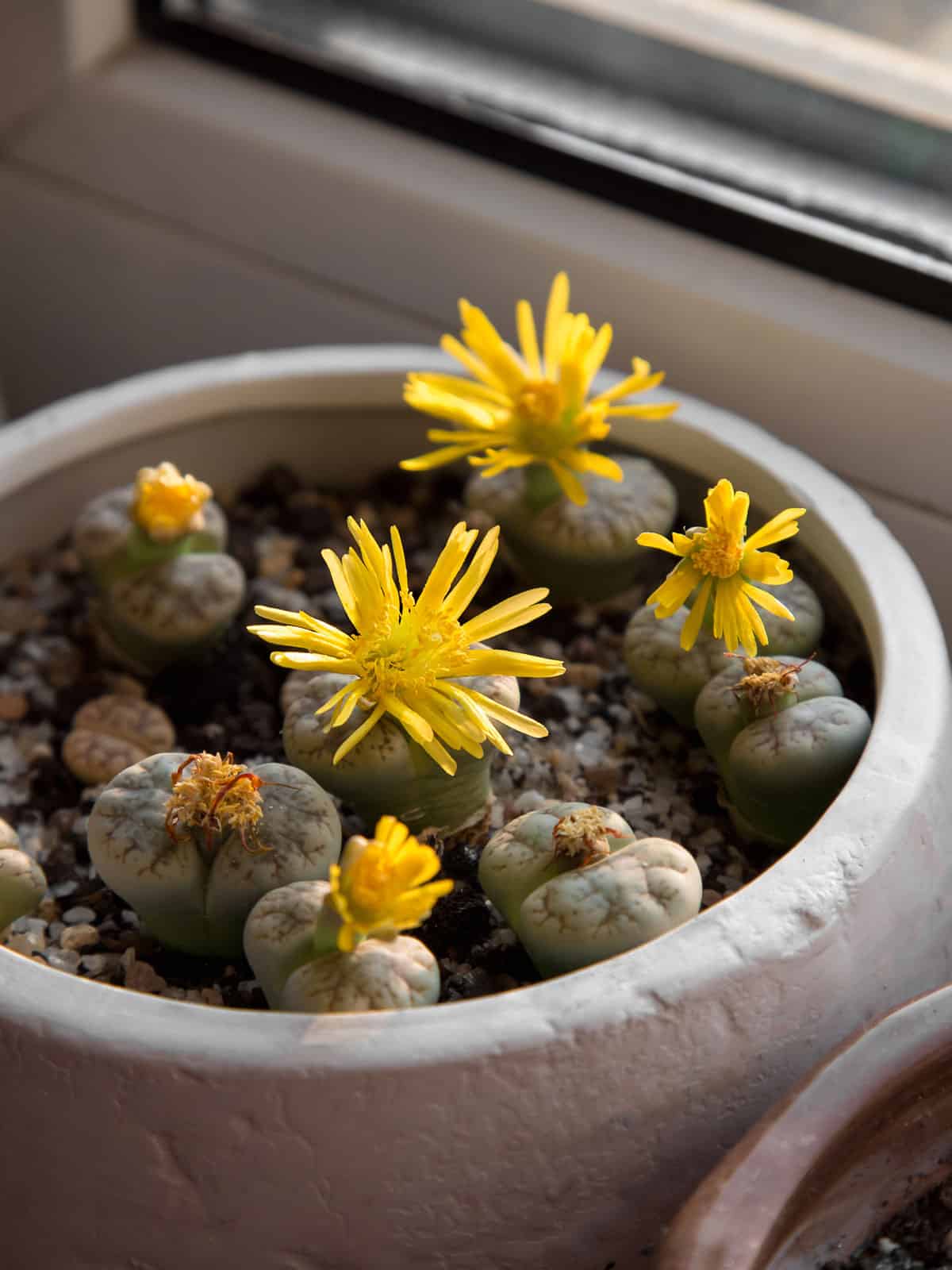 Bright yellow petals of a small succulent called Lithops 