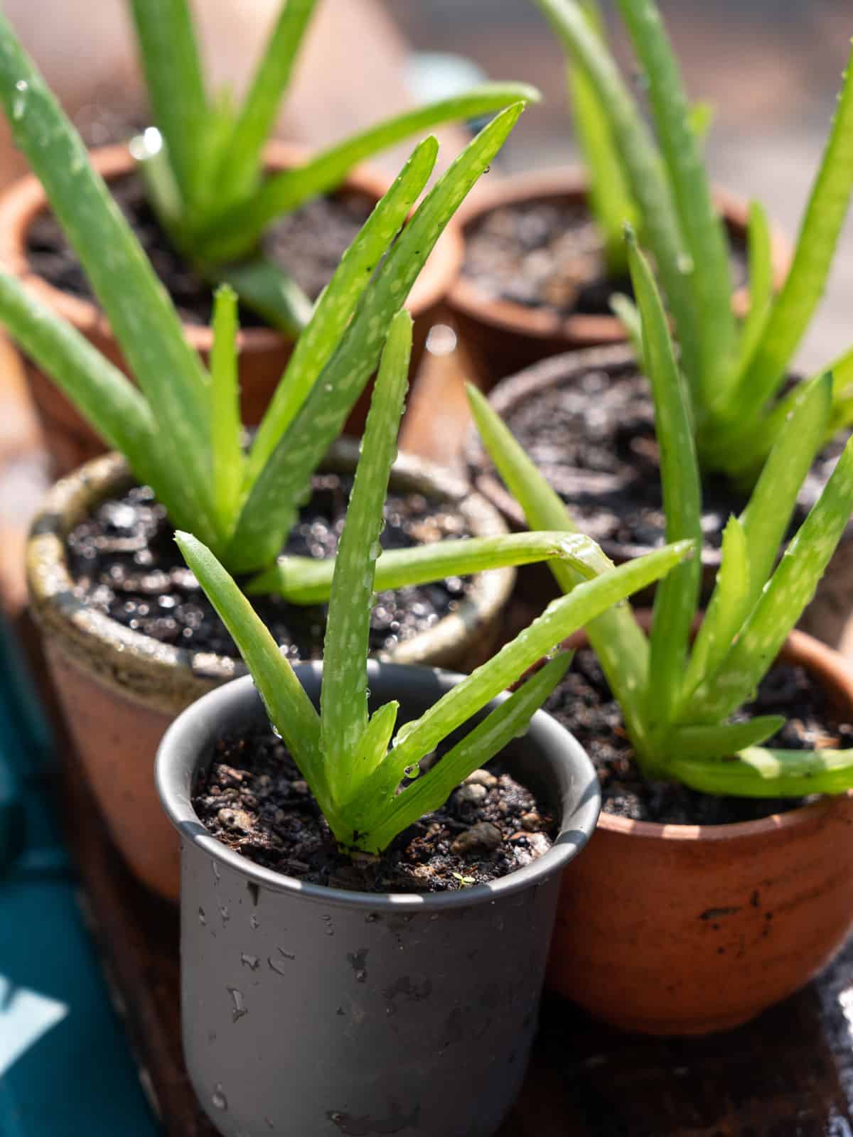 Juvenile Aloe Vera's planted in small pots 