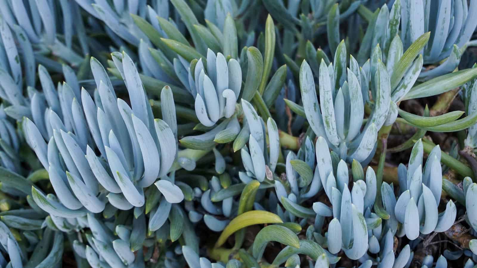 Stunning bright blue colors of a Blue Chalksticks succulent, 12 Enchanting Blue Succulent Blossoms You Need to See to Believe - 1600x900