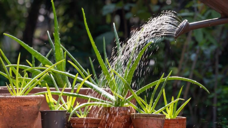 Watering small Aloe Vera's in the garden, 6 Simple Tips to Prevent Overwatering Your Aloe Vera for Thriving, Healthy Growth - 1600x900