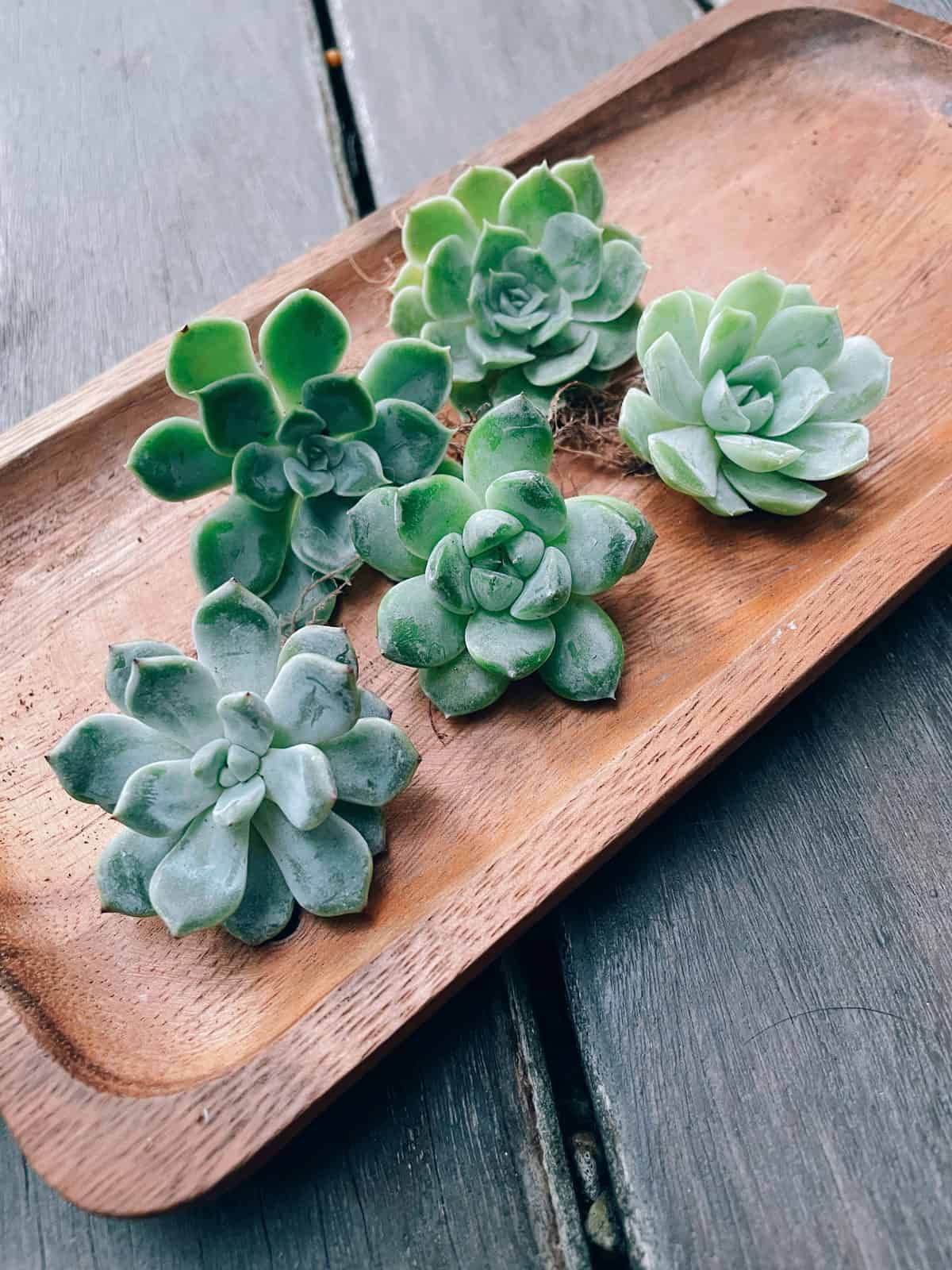 Small succulents placed on a table 