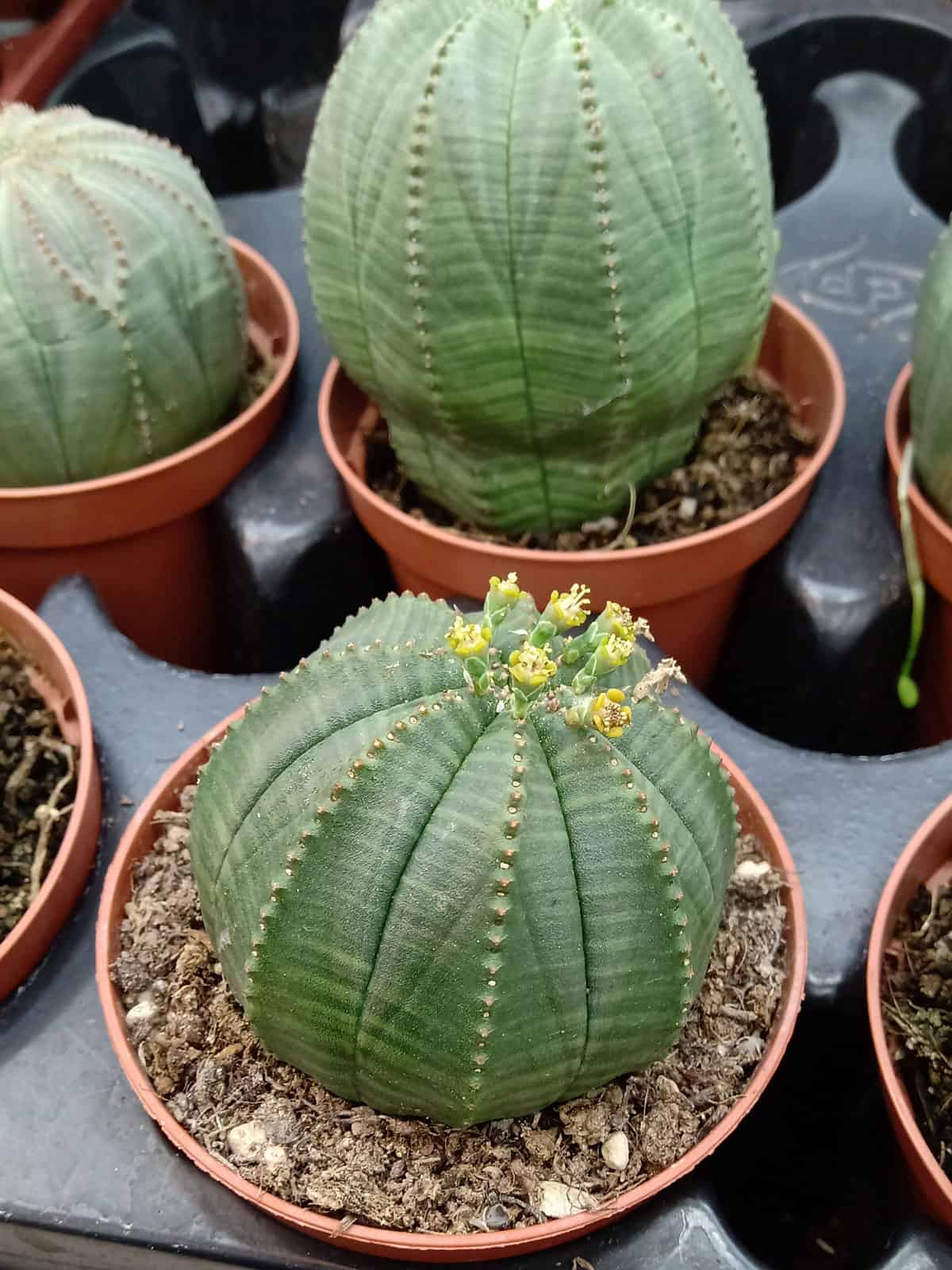Tiny flowers of a Baseball plant 