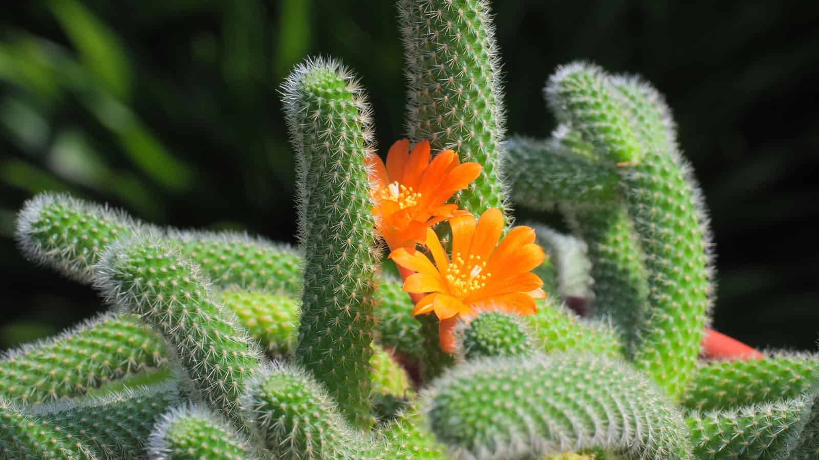 Orange flowers of a Rebutia Fiebrigii succulent photographed in the garden, 14 Bold Orange Succulent Blooms You Didn't Know Existed - 1600x900