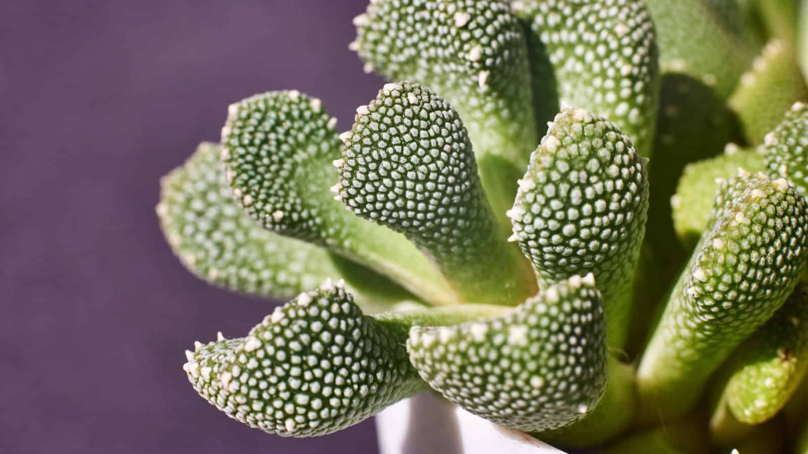 Leaves of beautiful Aloinopsis luckhoffii, 21 Small Succulents That Never Outgrow Their Cute Size - 1600x900