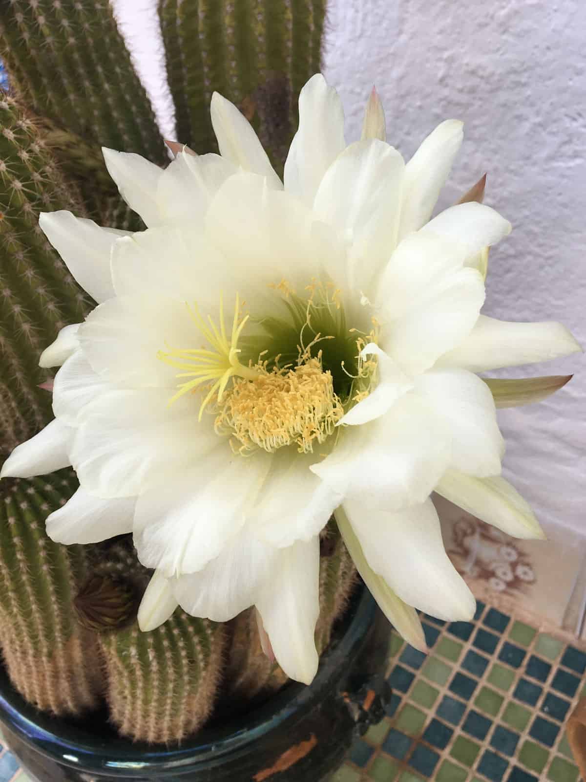 Gorgeous white petals of a White torch cactus