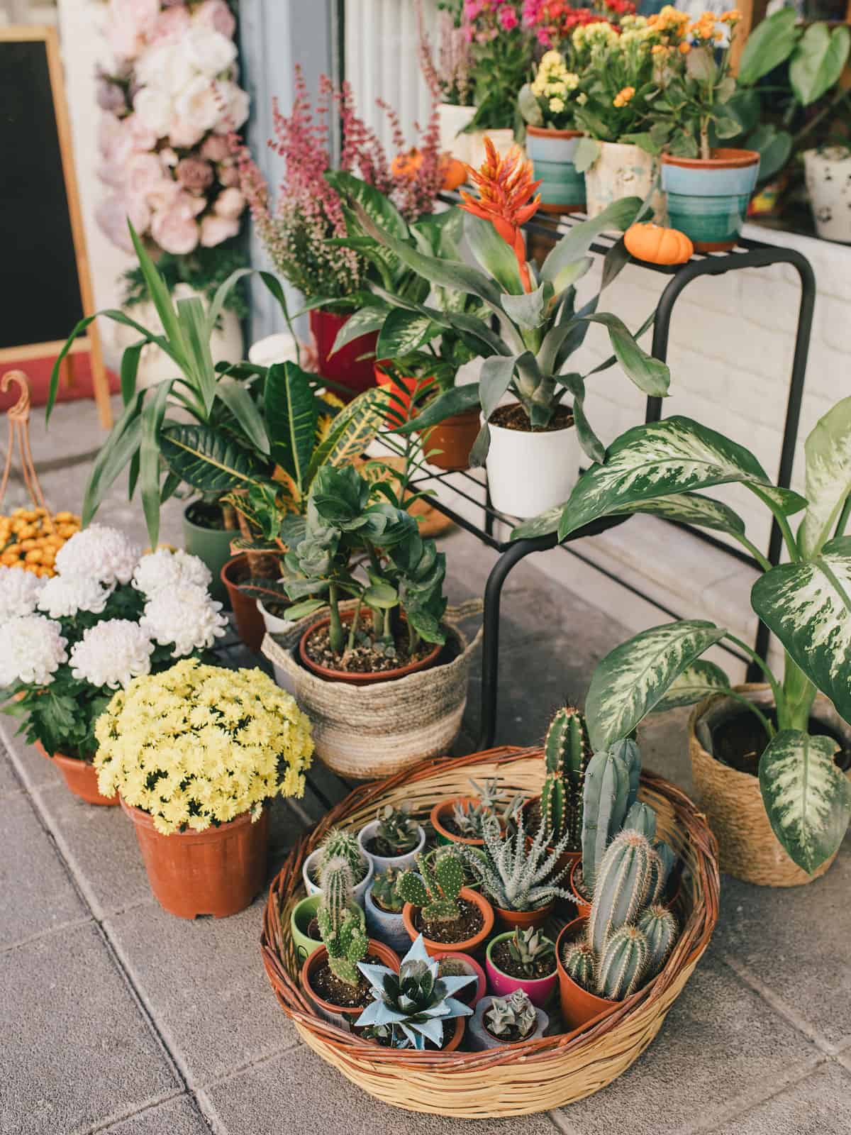 A basket full of small succulents next to a small garden rack full of plants