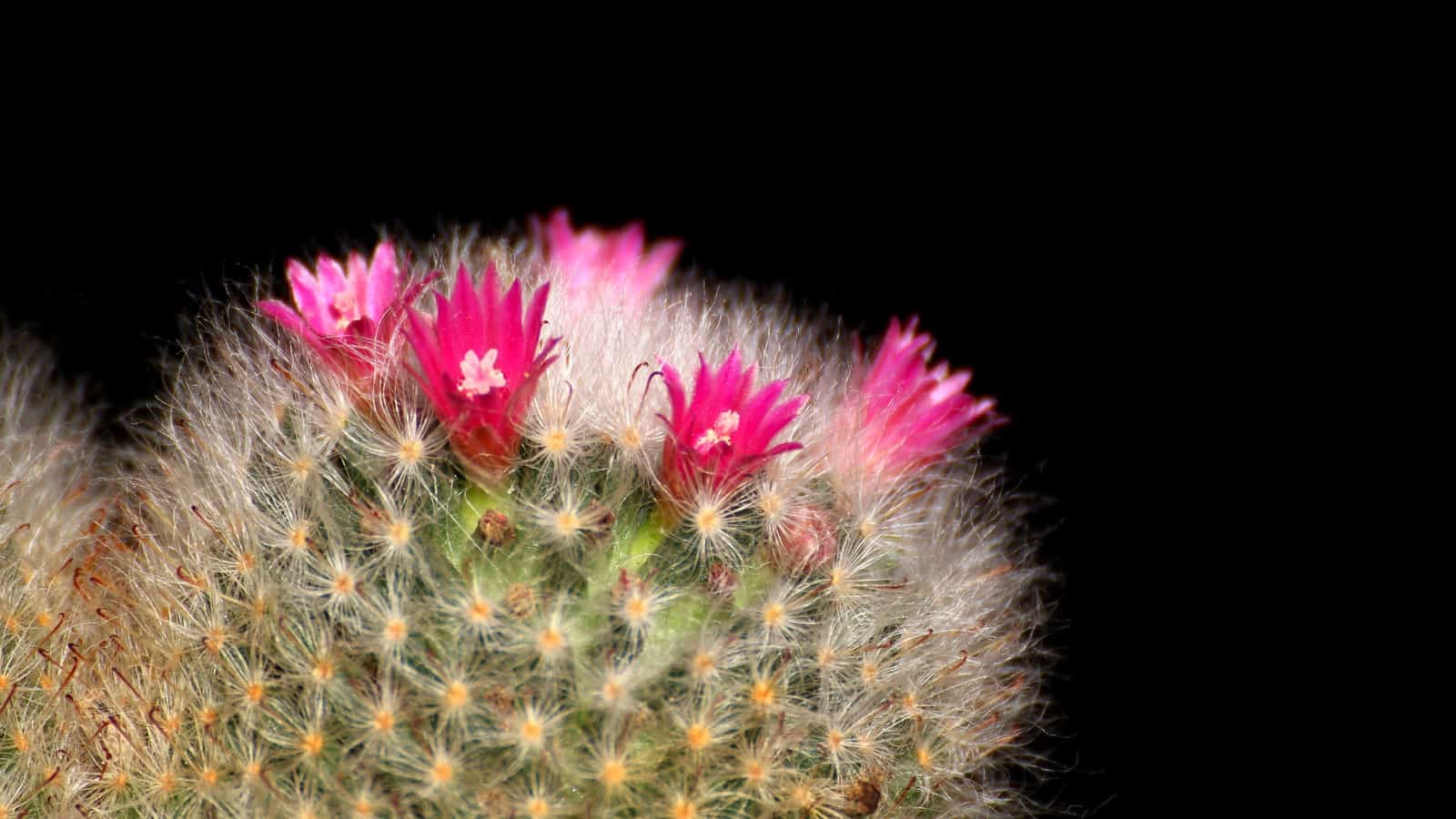 Really bright pink flowers of a Red cactus, 18 Bright Pink Cacti Flowers to Add a Pop of Color - 1600x900