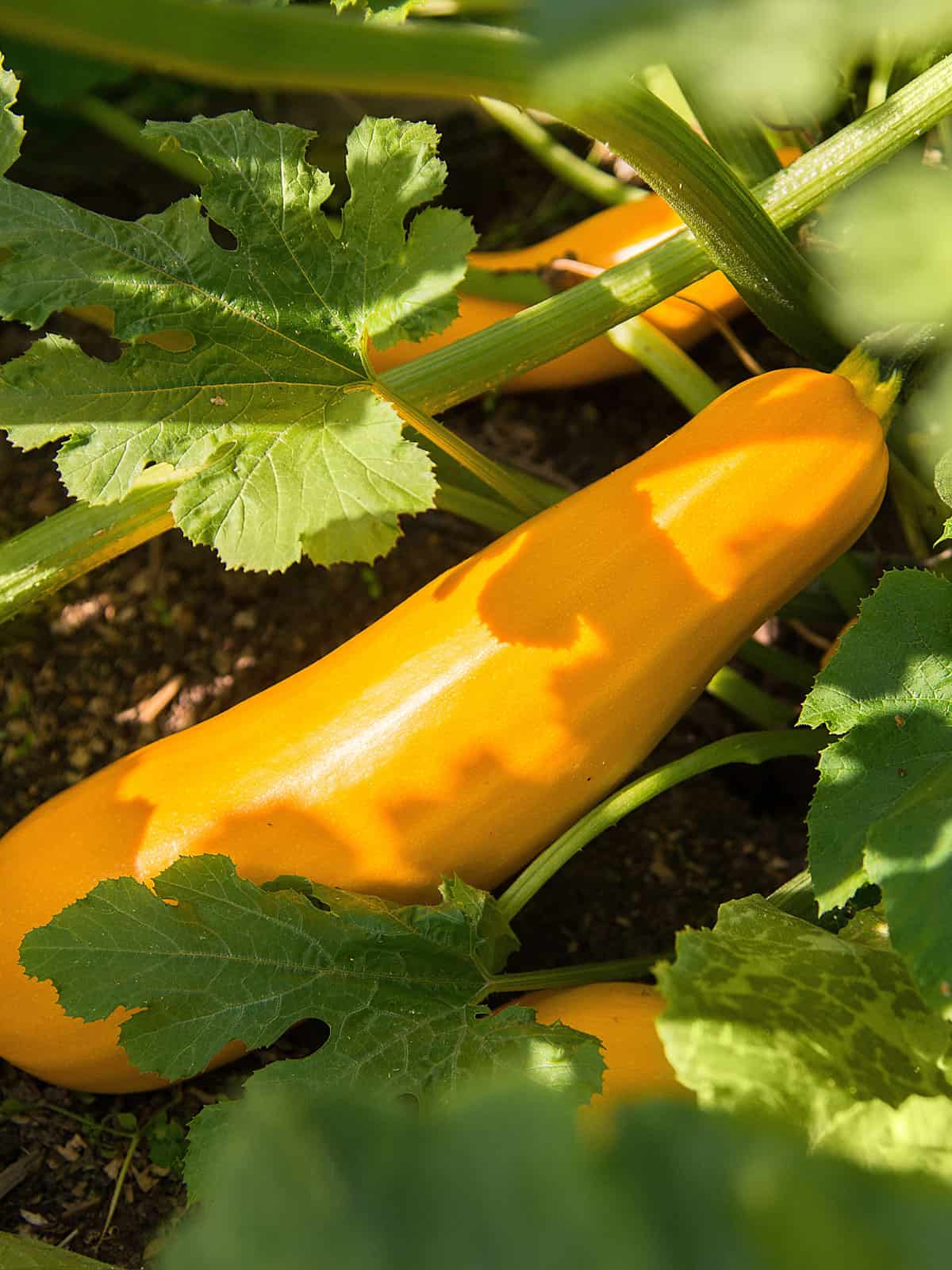 A squash growing in the garden