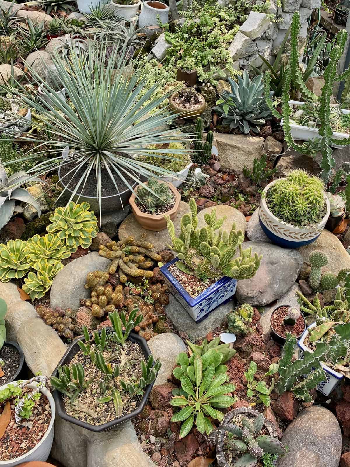 Overcrowded succulent garden