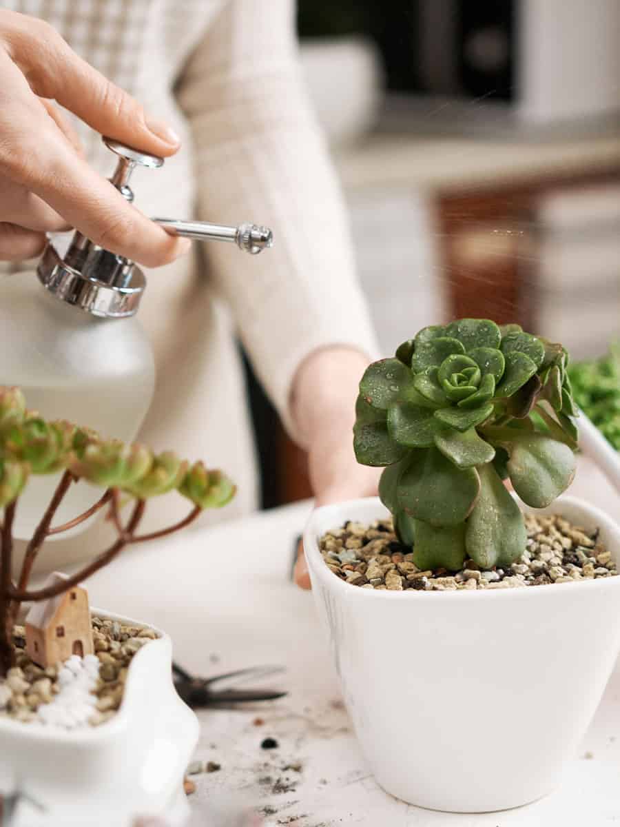 Woman watering her small succulent in the garden