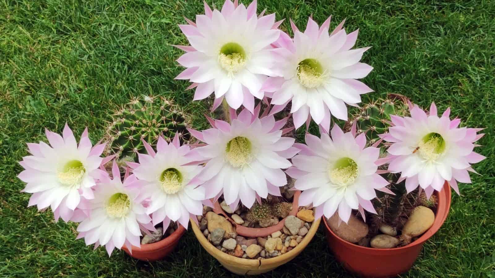 blooming Easter Lily planted in clay pots in the garden, 15 Dazzling White Cacti Blooms That Will Surprise You - 1600x900