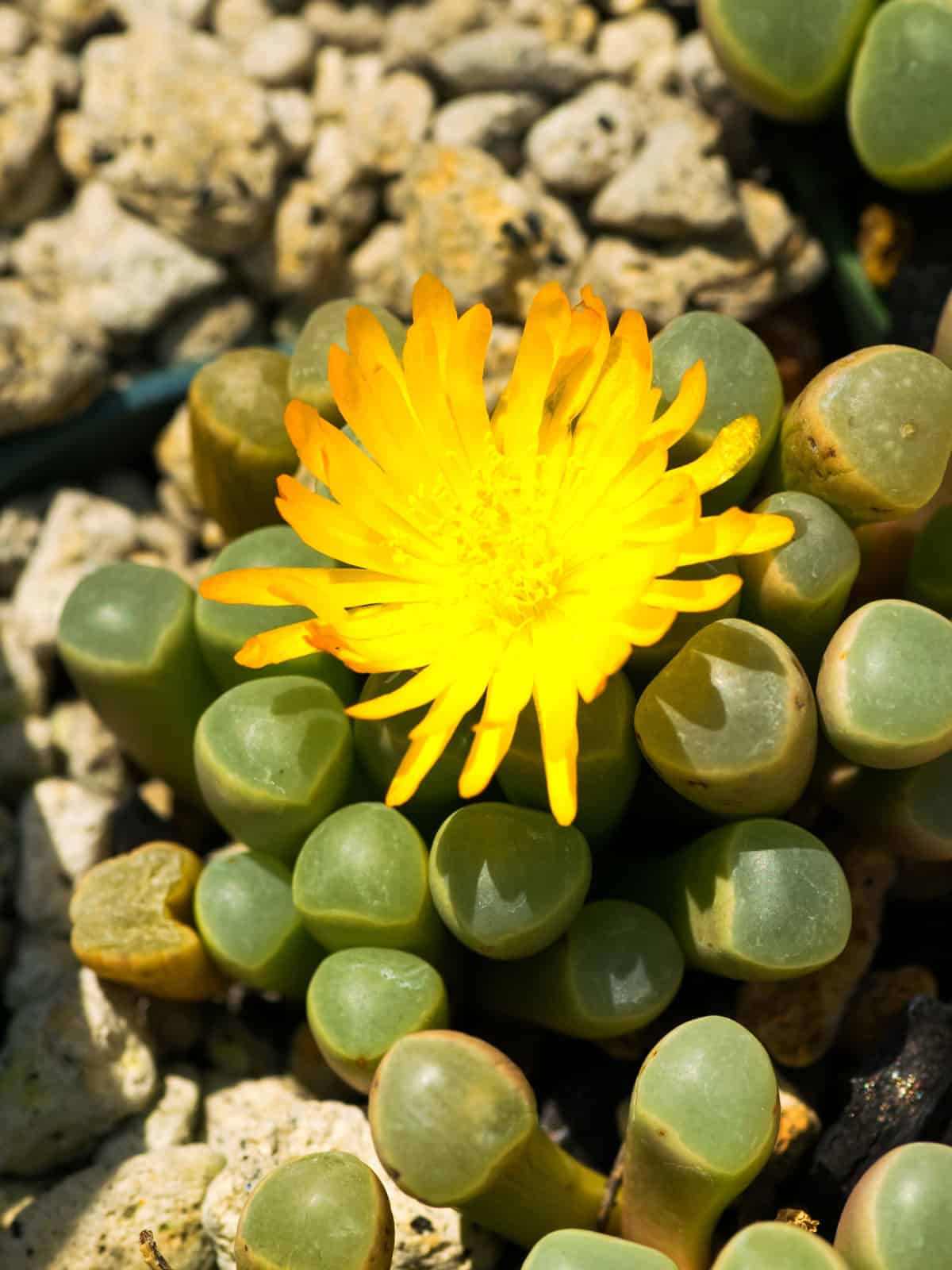 Stunning bright yellow flower of a Baby Toes succulent