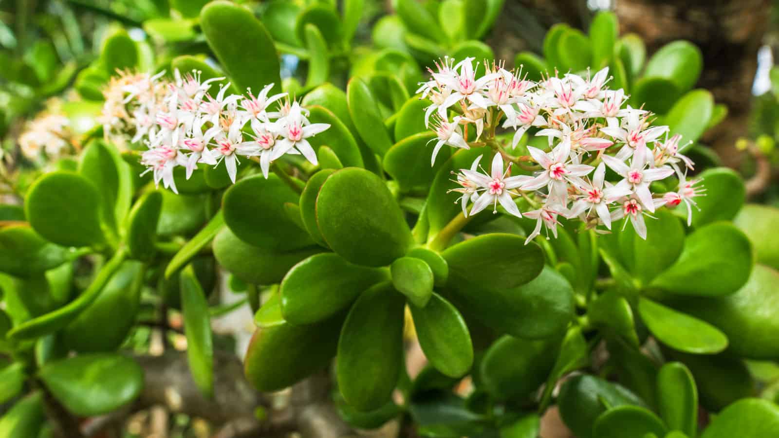 The blooming gorgeous flowers of a Jade Plant blooming brightly in the garden, 15 Stunning Succulent Flowers You've Probably Never Seen Before - 1600x900