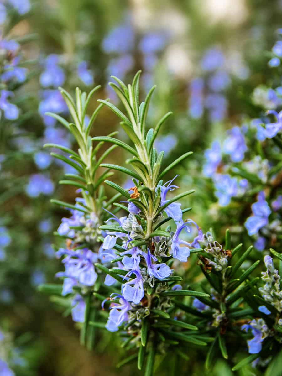Bright purple flowers of a rosemary