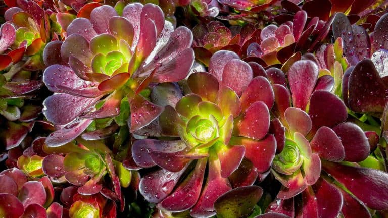 Gorgeous red petals of a Aeonium Arboreum, Get Inspired by These 30+ Breathtaking Purple Succulent Varieties - 1600x900