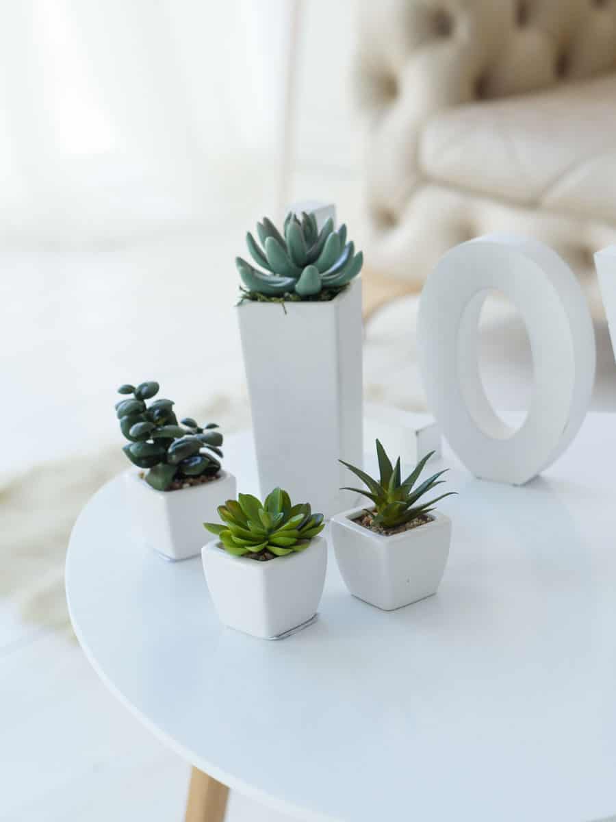 Small square pots for succulents