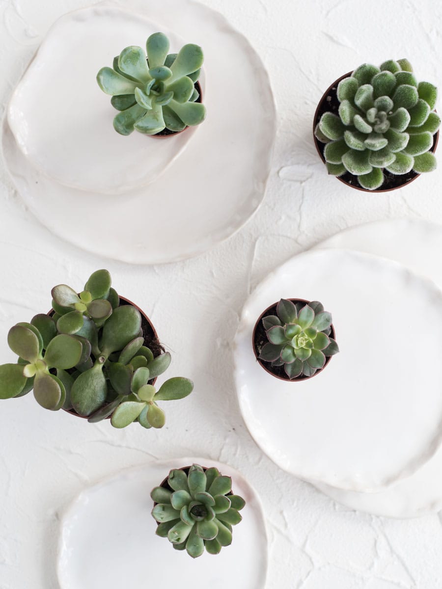 Top view photo of succulents