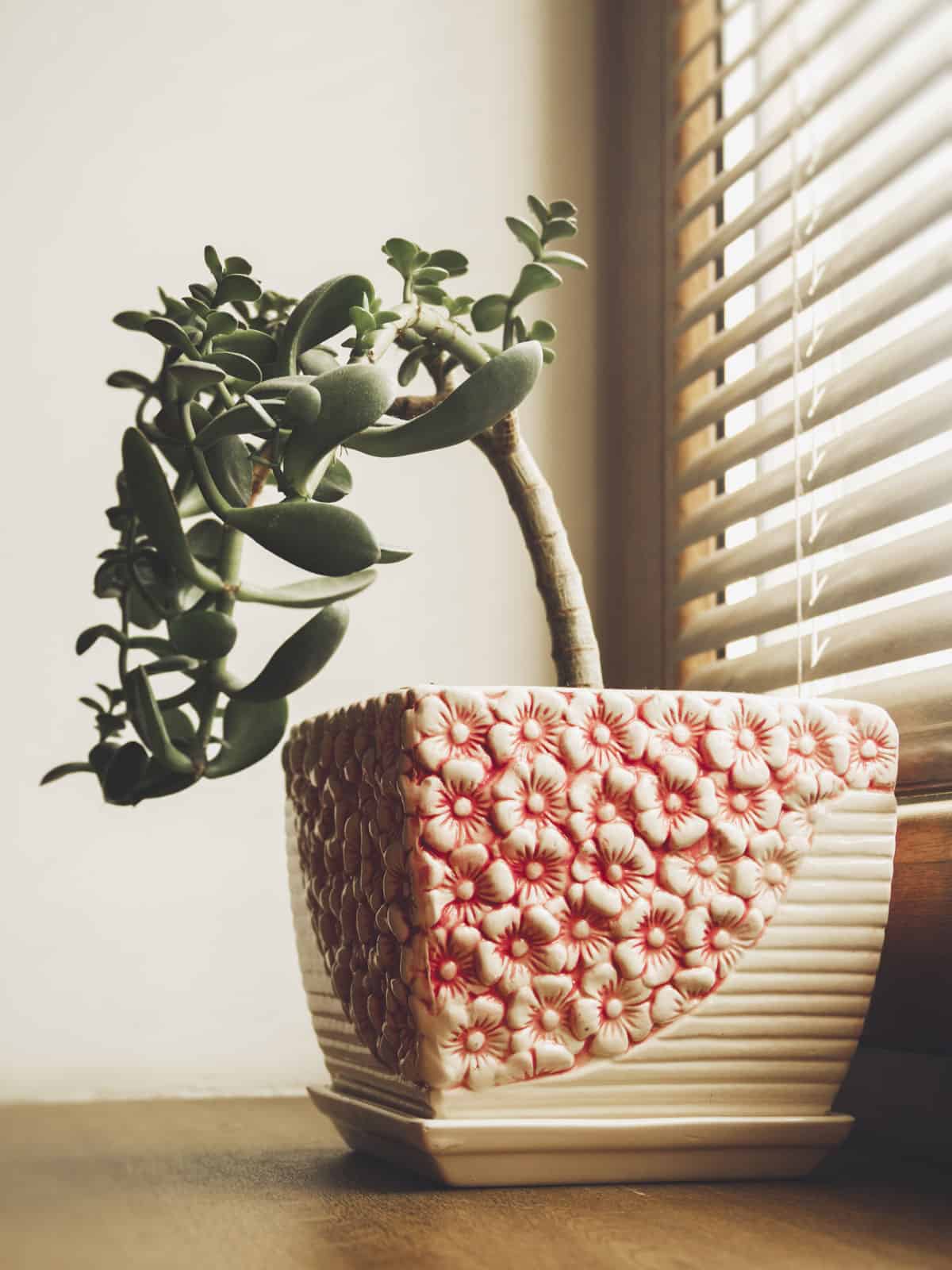 A small leaning jade plant placed near the window