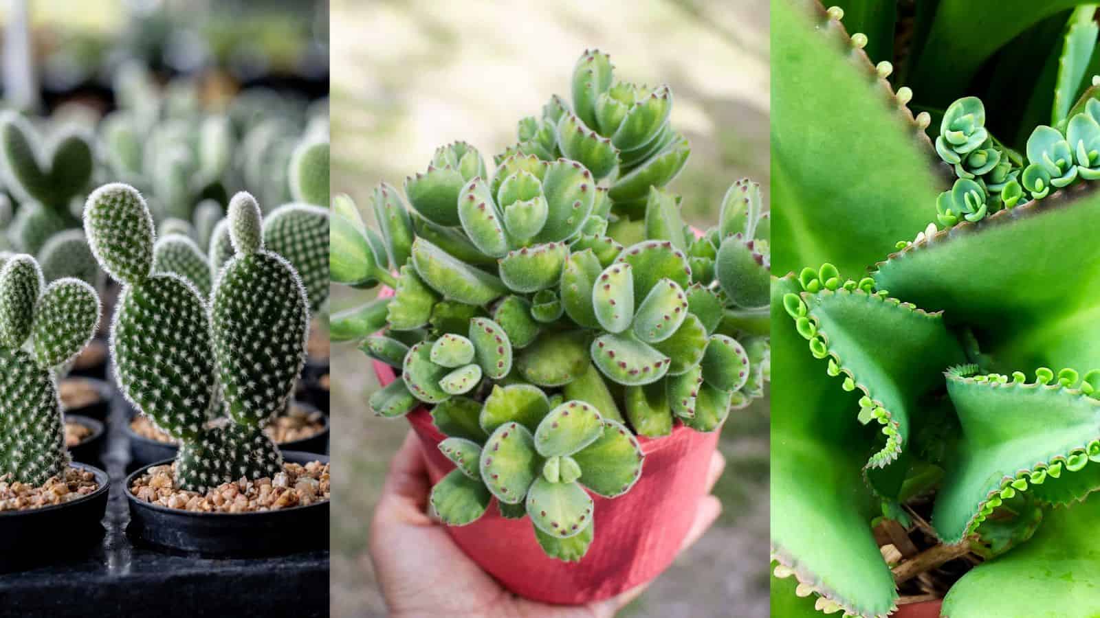 succulents with funny names