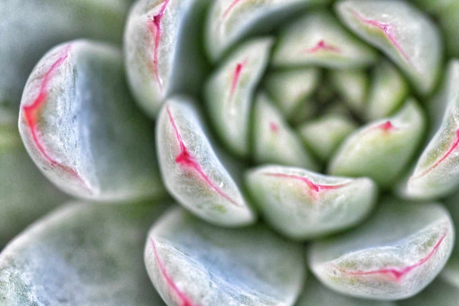 Layer of waxy farina on a succulent close-up