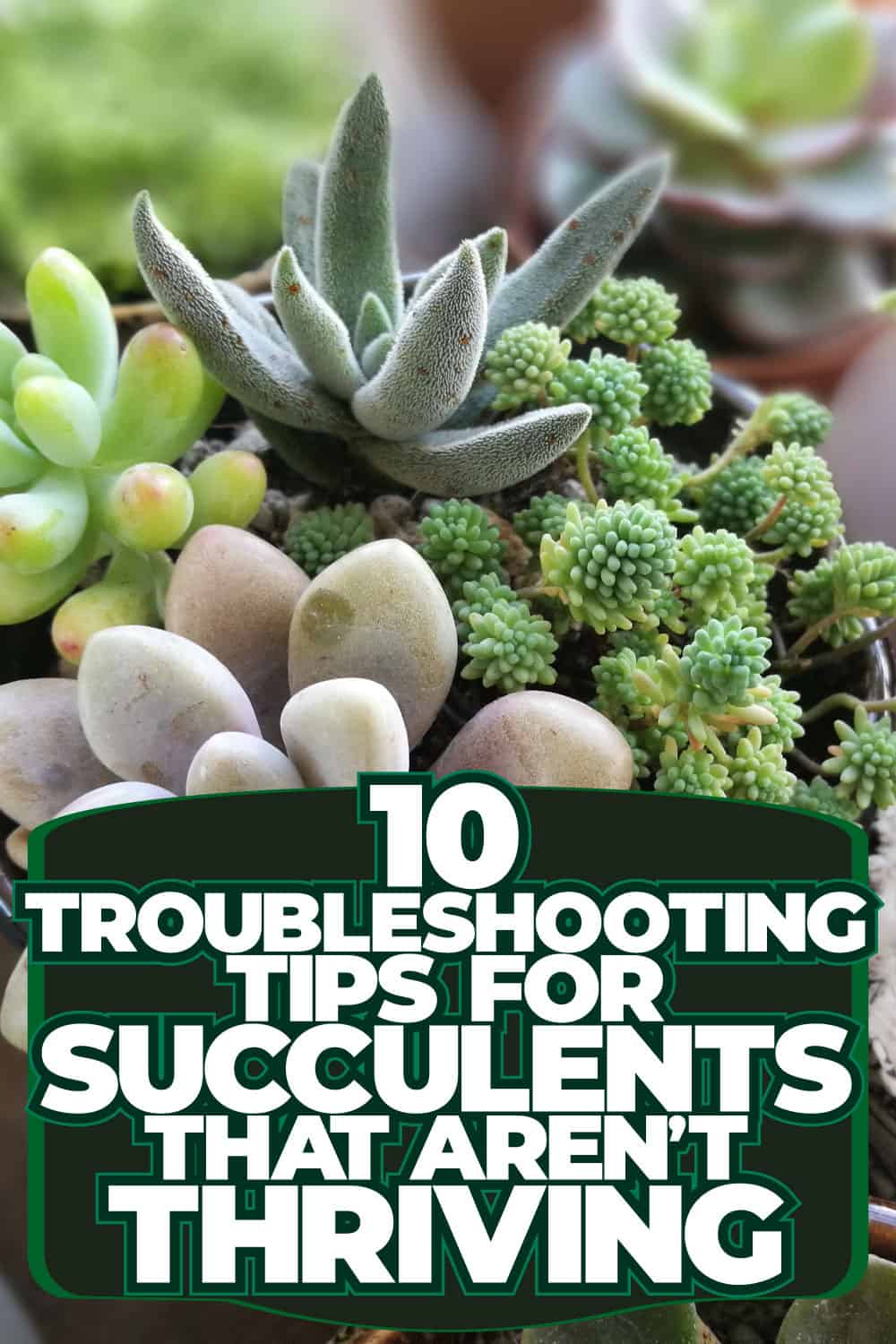10 Troubleshooting Tips for Succulents That Aren't Thriving