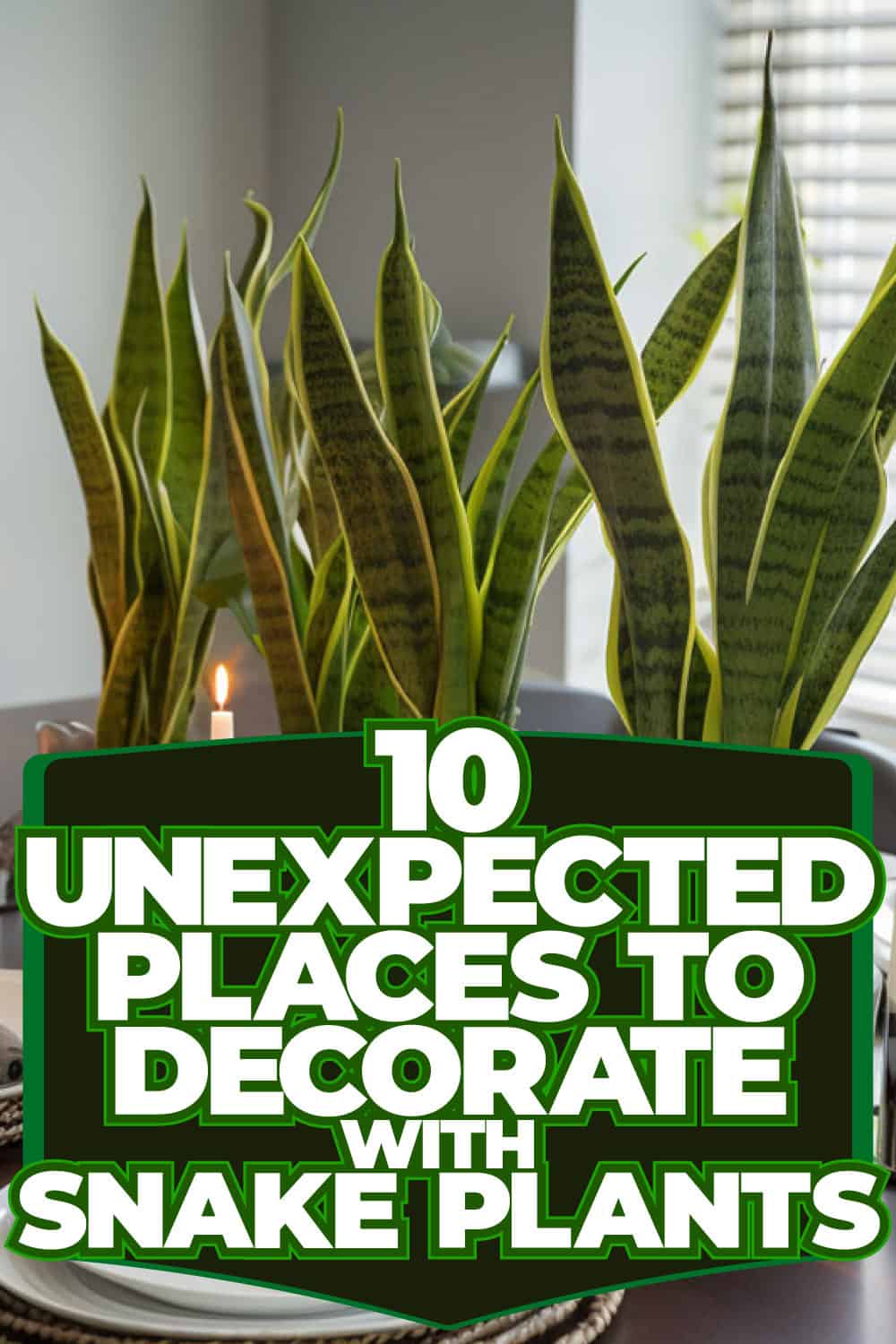 10 Unexpected Places to Decorate with Snake Plants