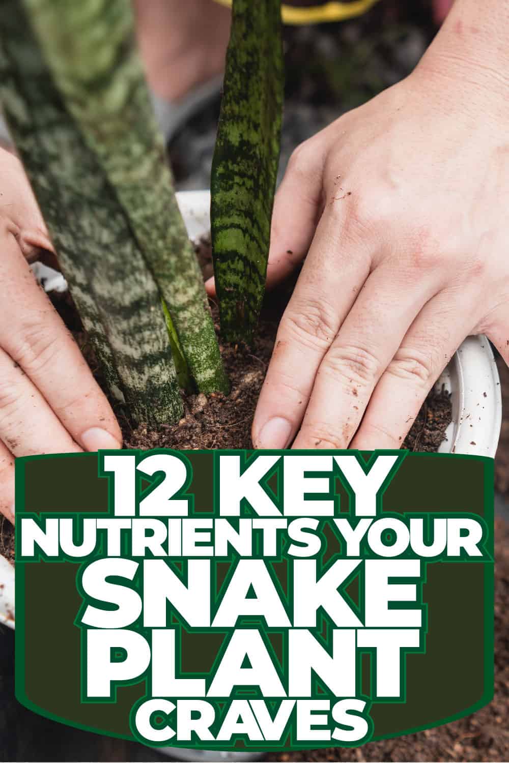 12 Key Nutrients Your Snake Plant Craves