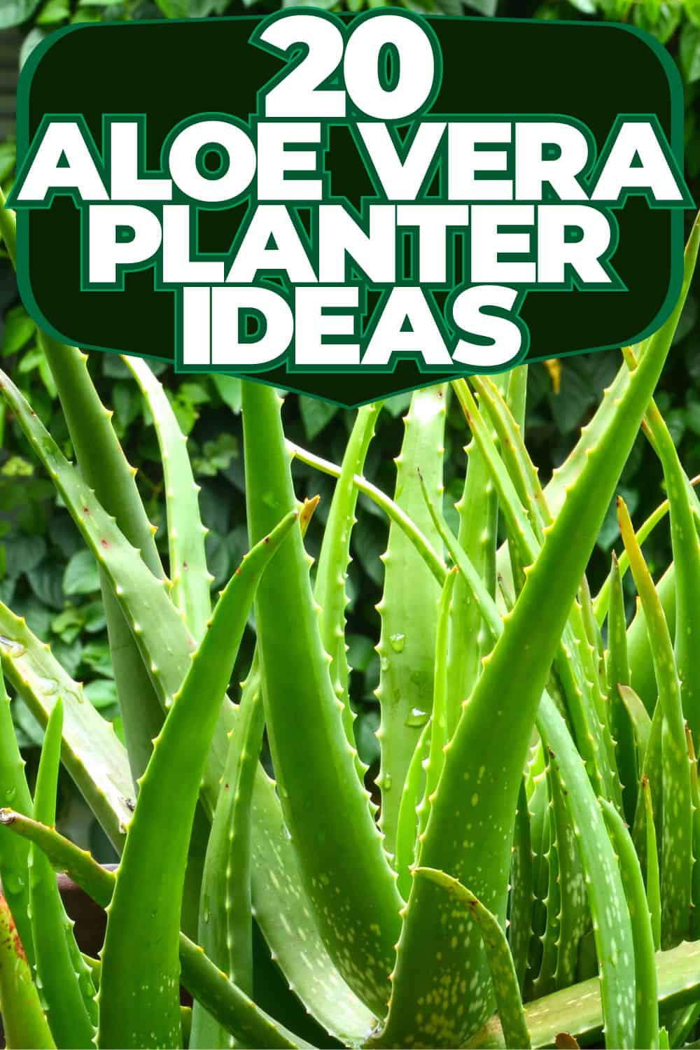 20 Aloe Vera Planter Ideas [With Pictures]