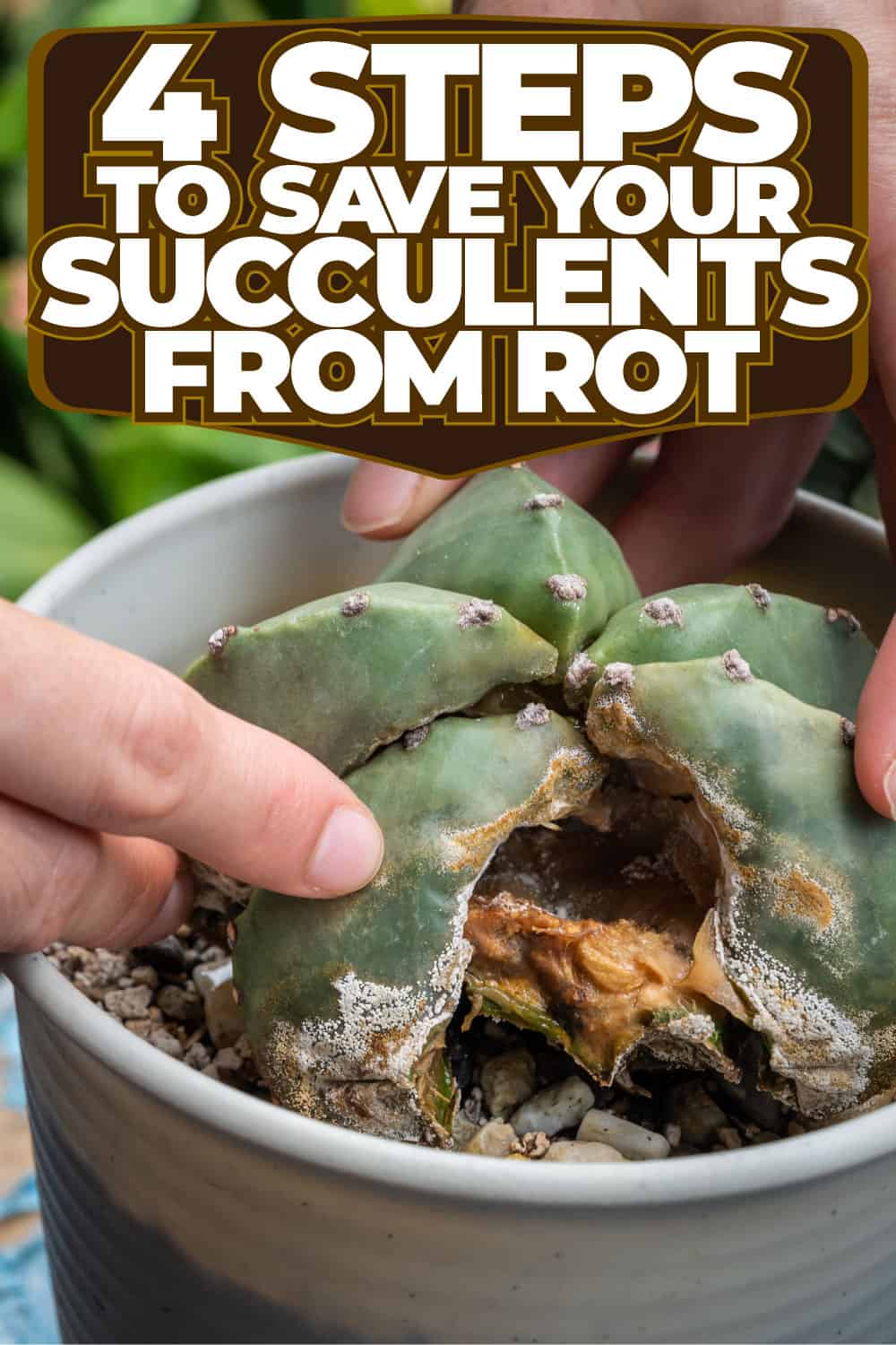 4 Steps to Save Your Succulents from Rot