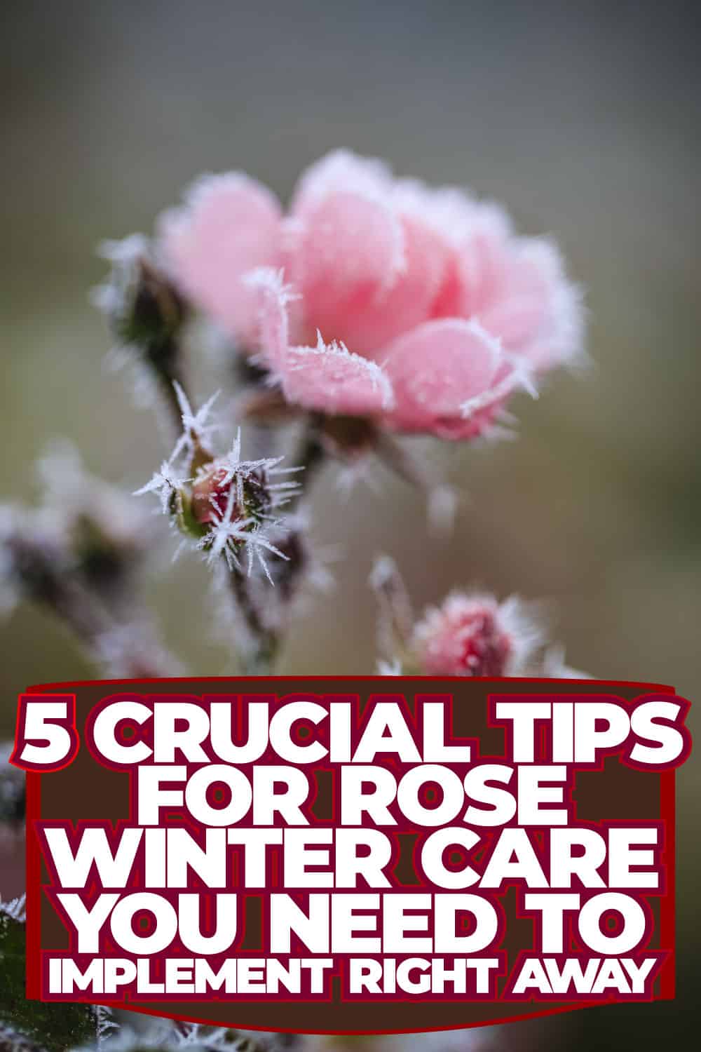 5 Crucial Tips for Rose Winter Care You Need To Implement Right Away