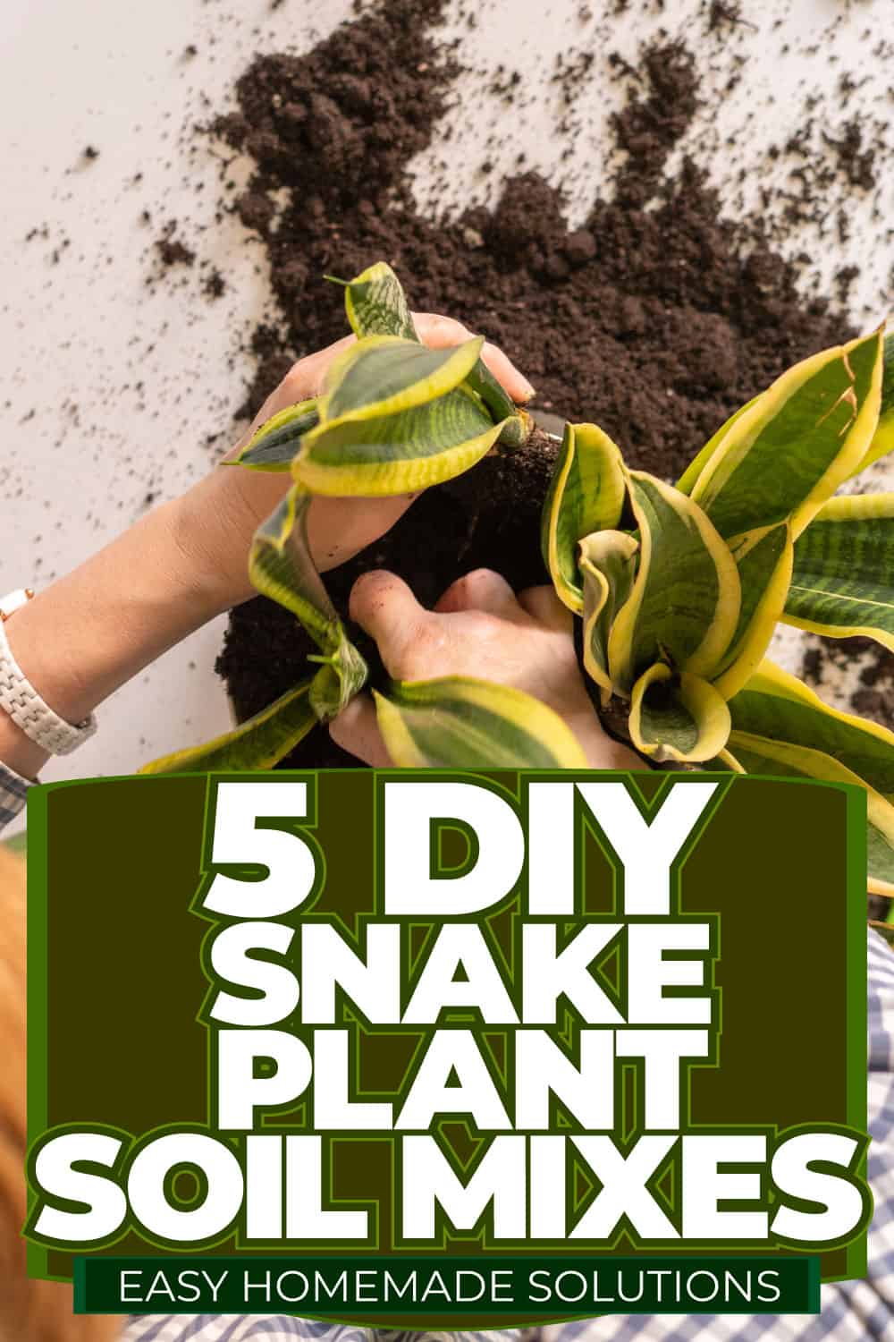 5 DIY Snake Plant Soil Mixes: Easy Homemade Solutions