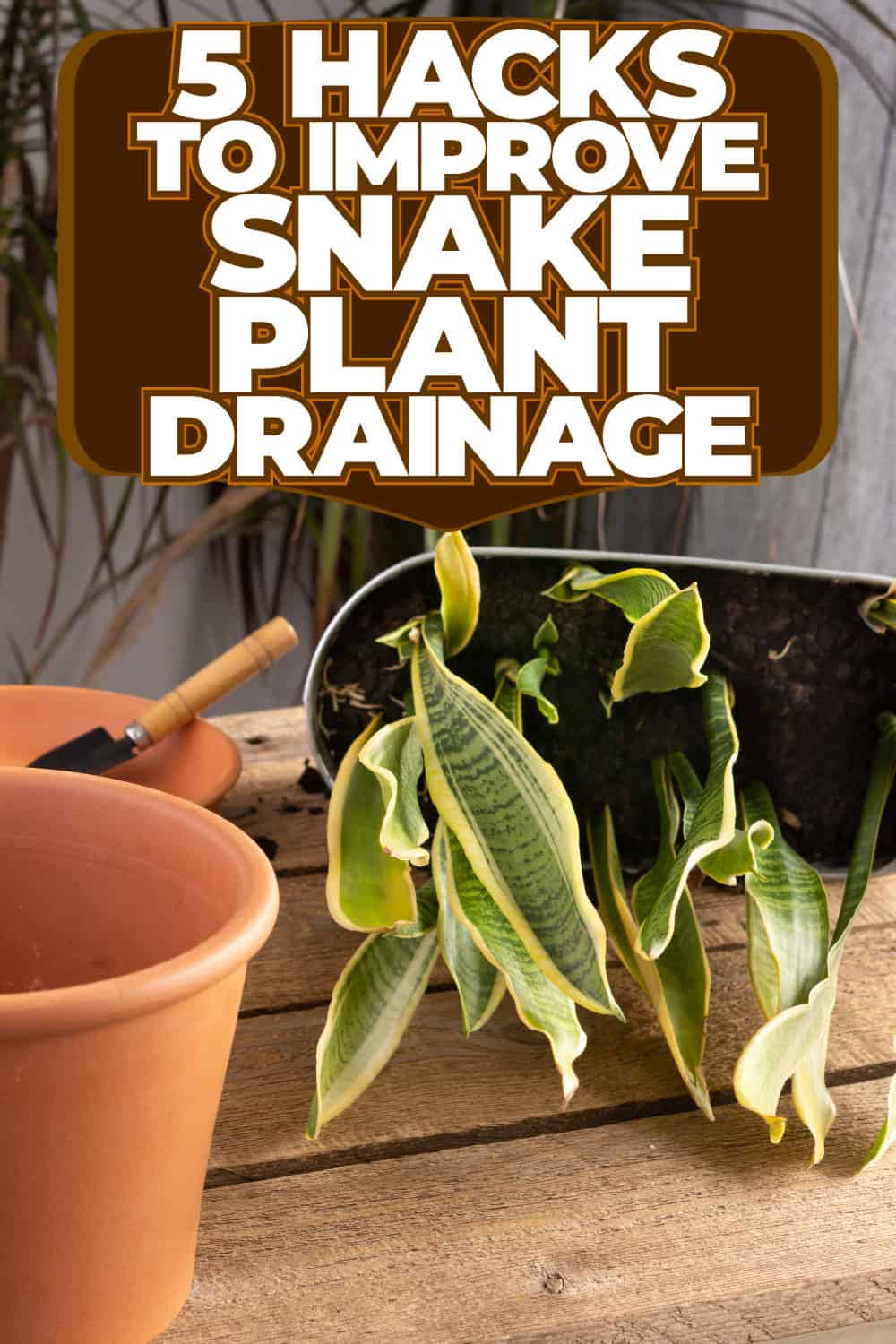 5 Hacks To Improve Snake Plant Drainage