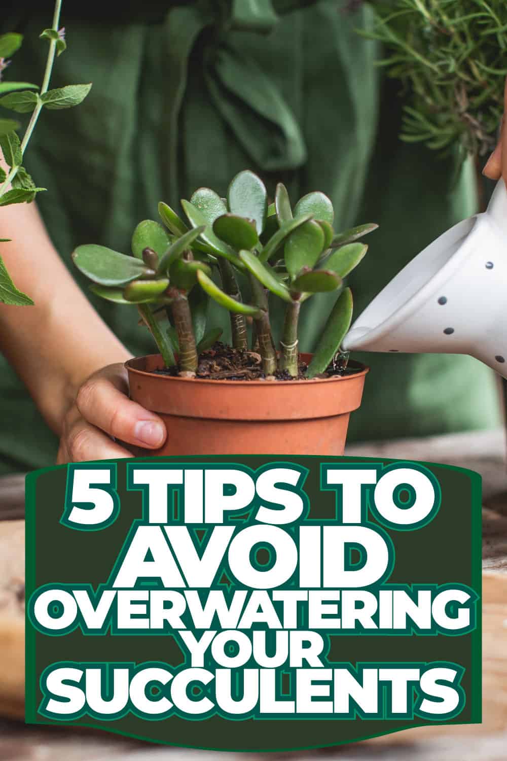 5 Tips to Avoid Overwatering Your Succulents