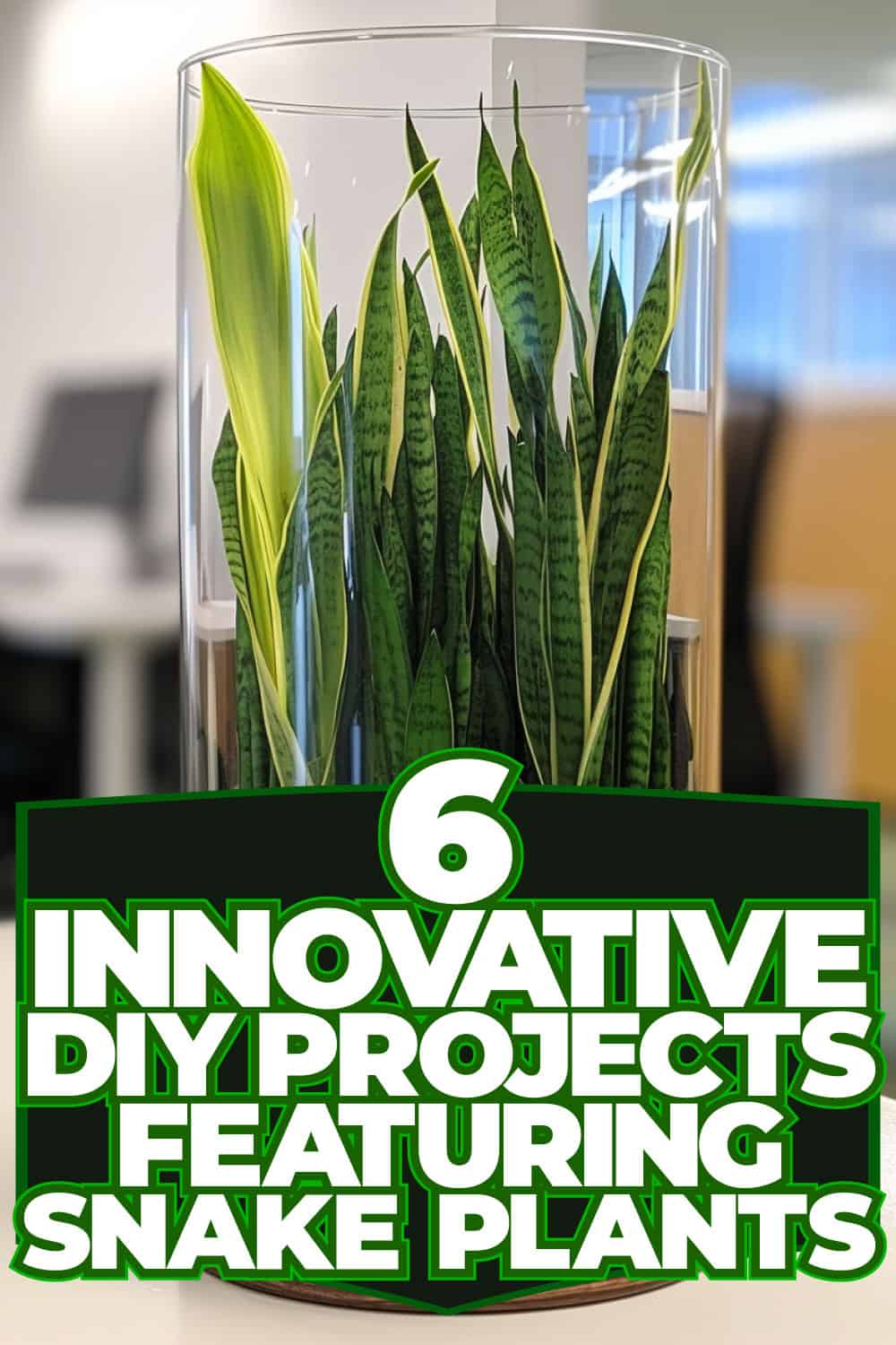 6 Innovative DIY Projects Featuring Snake Plants
