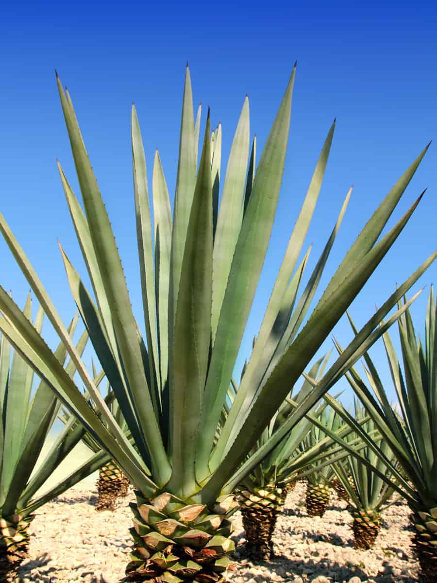 Landscape of planting of agave plants to produce tequila