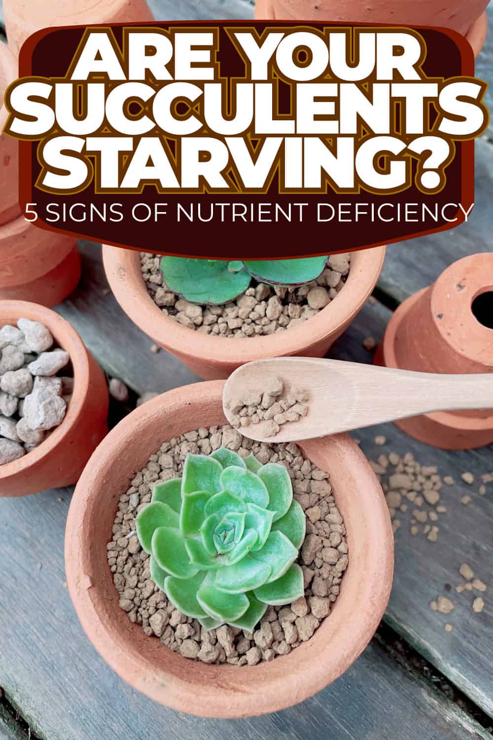 Are Your Succulents Starving 5 Signs of Nutrient Deficiency