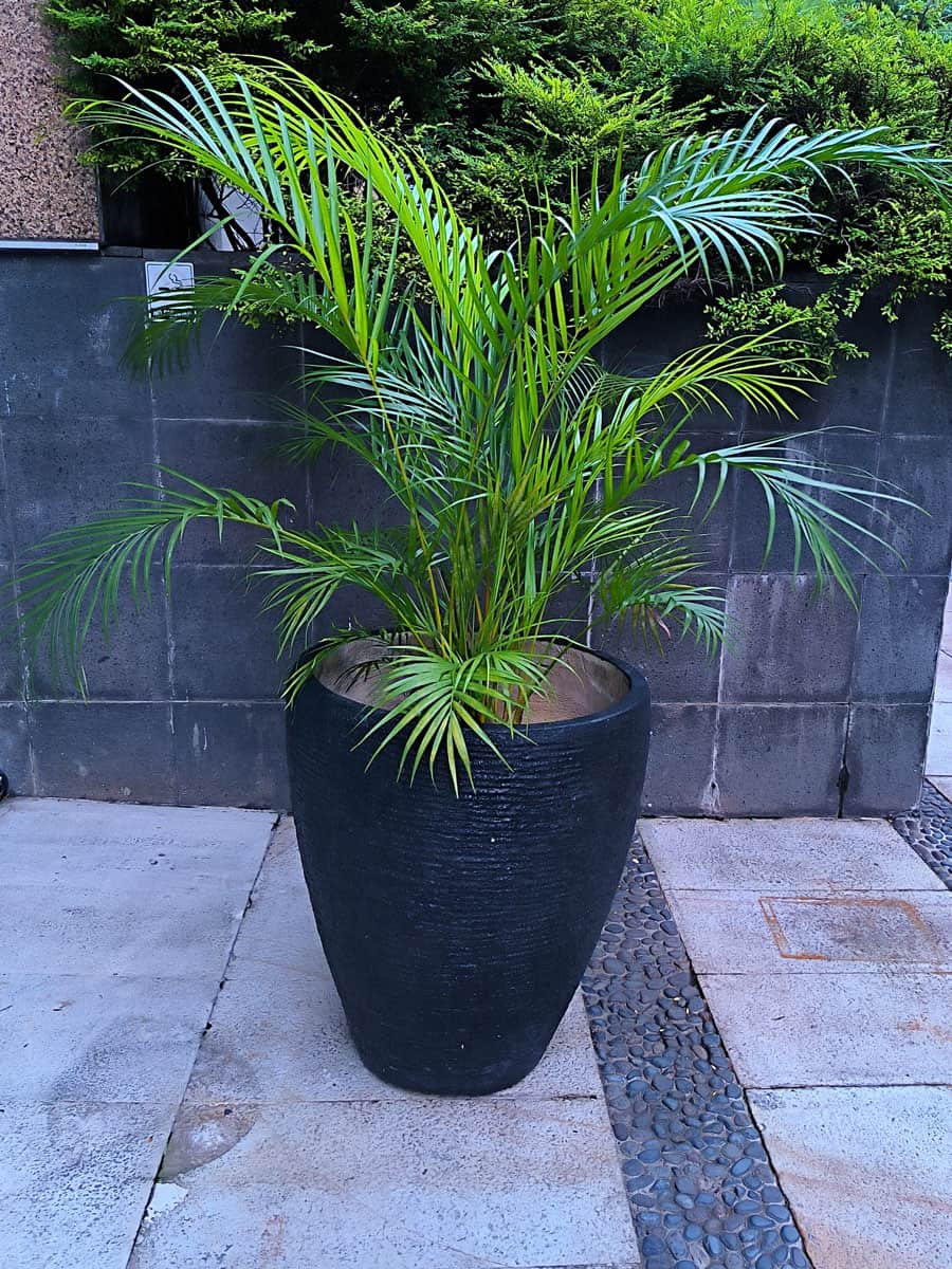 Areca palm planted on a black pot 