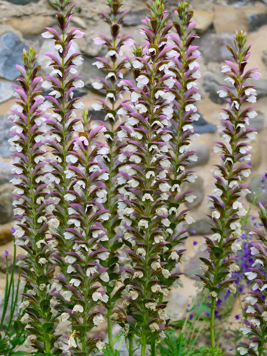Acanthus spinosus a beautiful plant on Crete. Kind of a strange plant to look at.