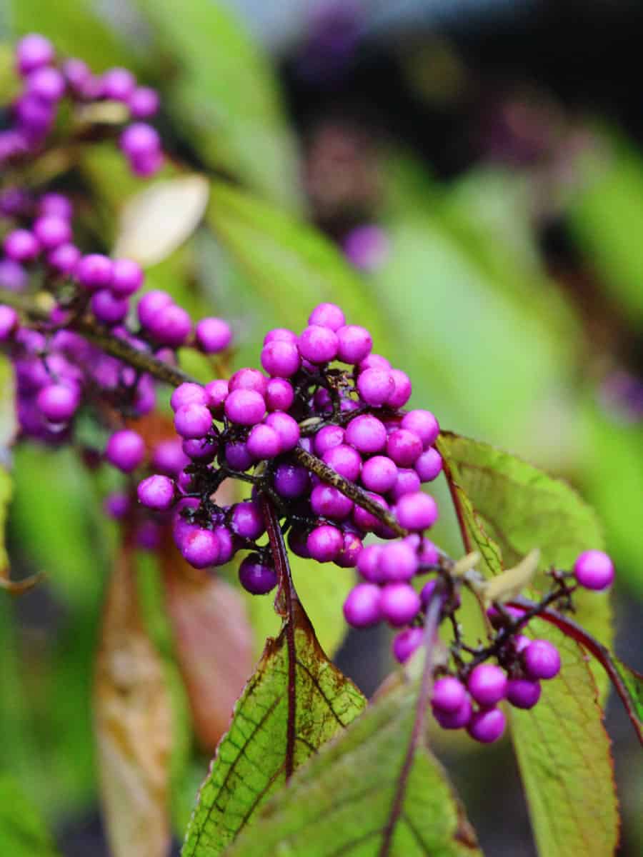 Bearings of a Beautyberry 