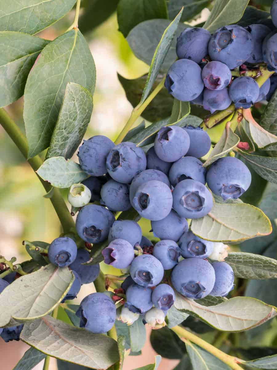Unripe blue berries ready for harvest