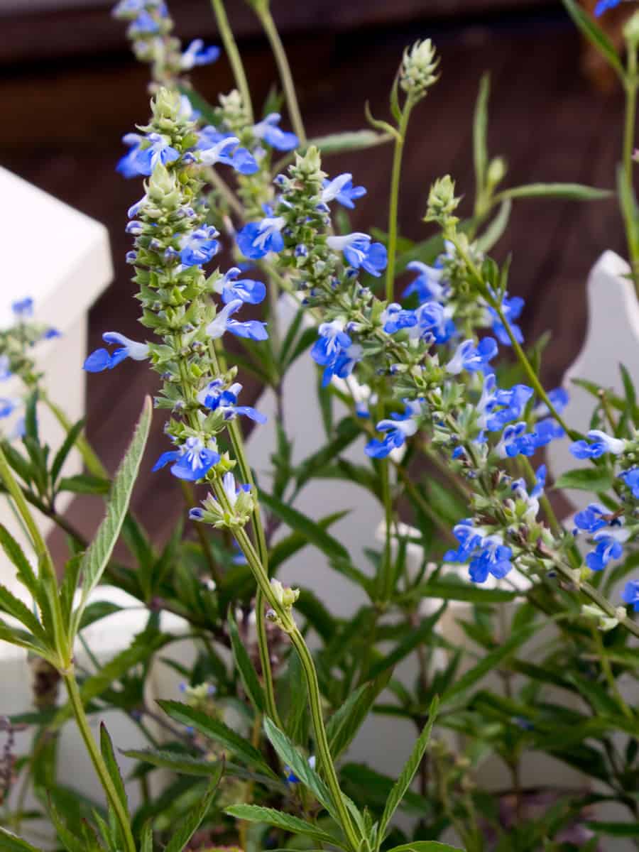Bog sage (Salvia uliginosa). Called Blue Spike sage and Sky-blue sage also.
