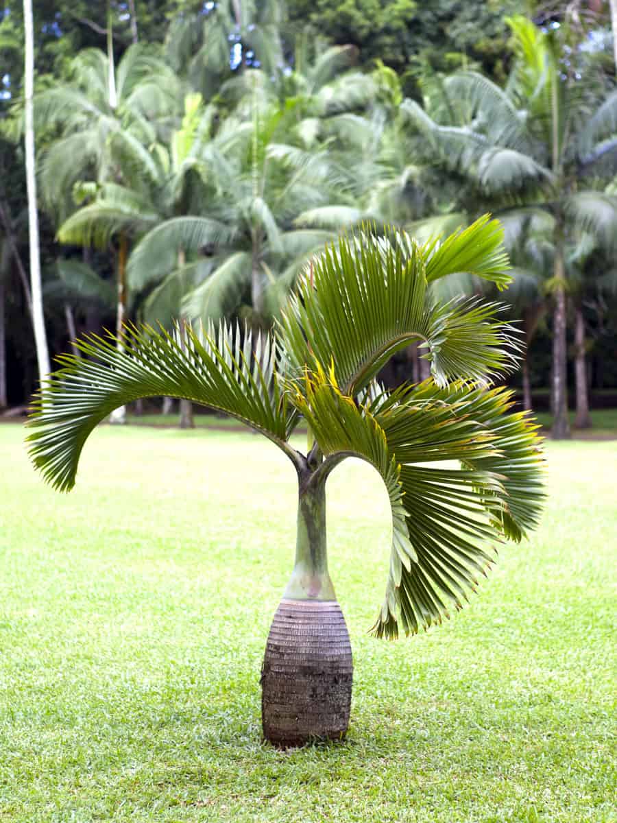 A huge bottle palm tree at the garden
