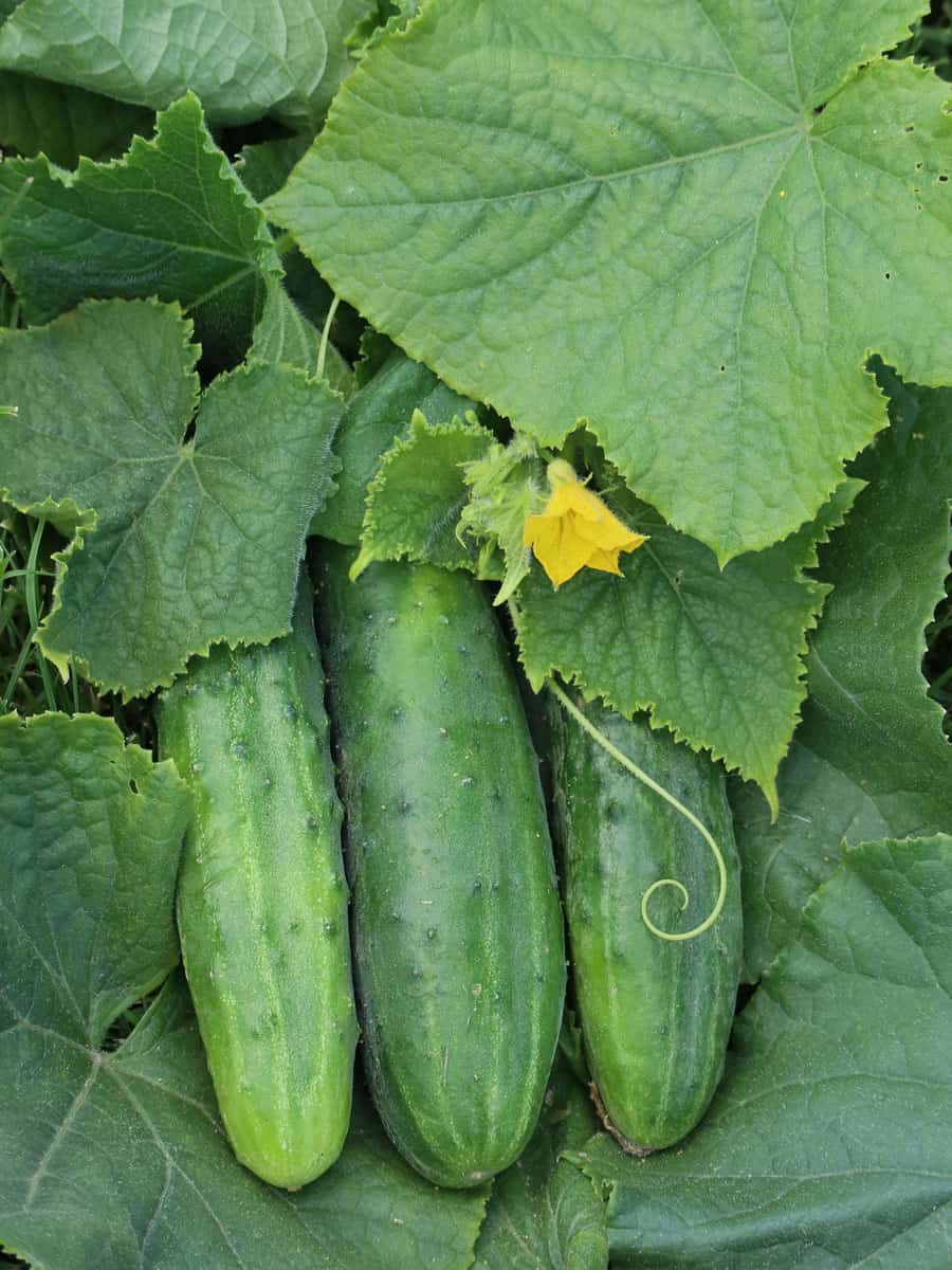 Ready for harvest cucumbers 