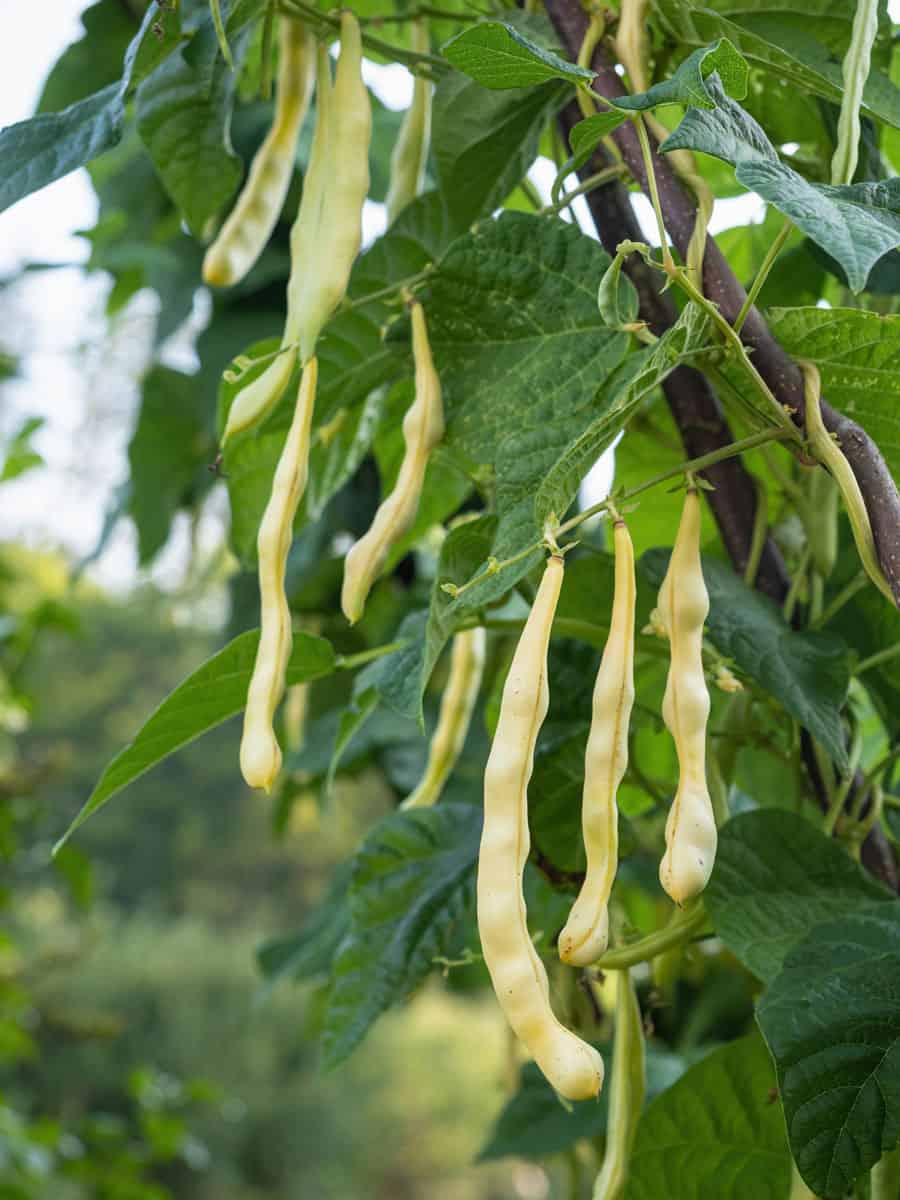 Growing bush string beans 