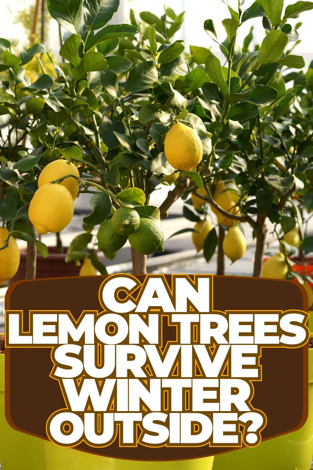 Can Lemon Trees Survive Winter Outside??
