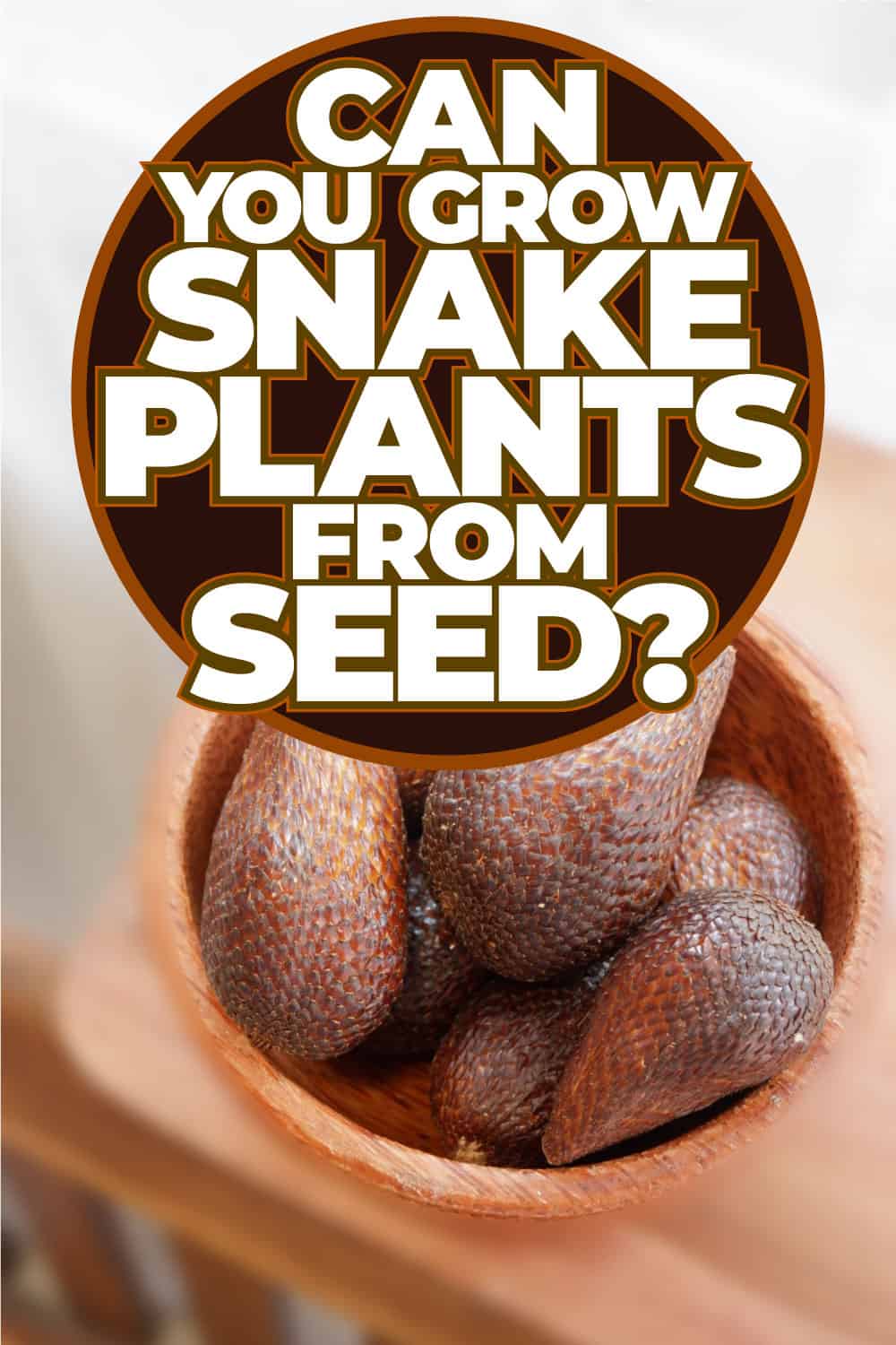 Can You Grow Snake Plants From Seed Here's What You Need To Know