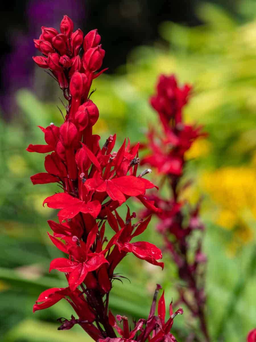 Bright red flowers of a Cardinal Flower