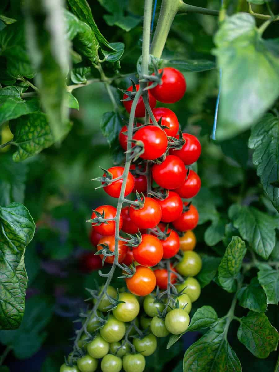 Cherry  tomatoes ready for harvest
